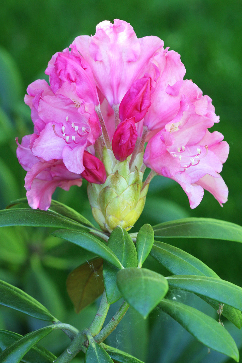 Prächtige Rhododendronblüte in Pink