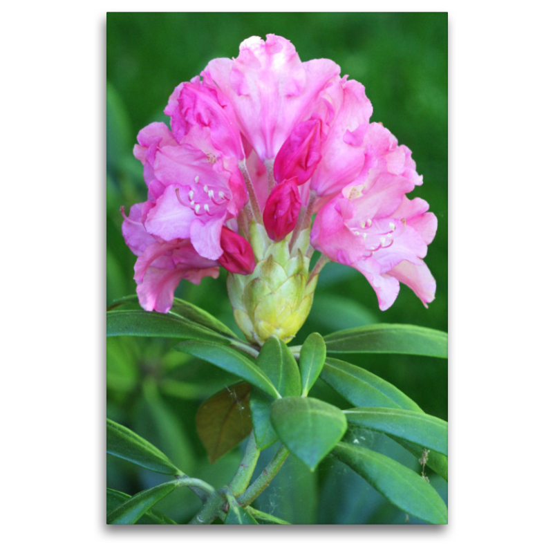 Prächtige Rhododendronblüte in Pink