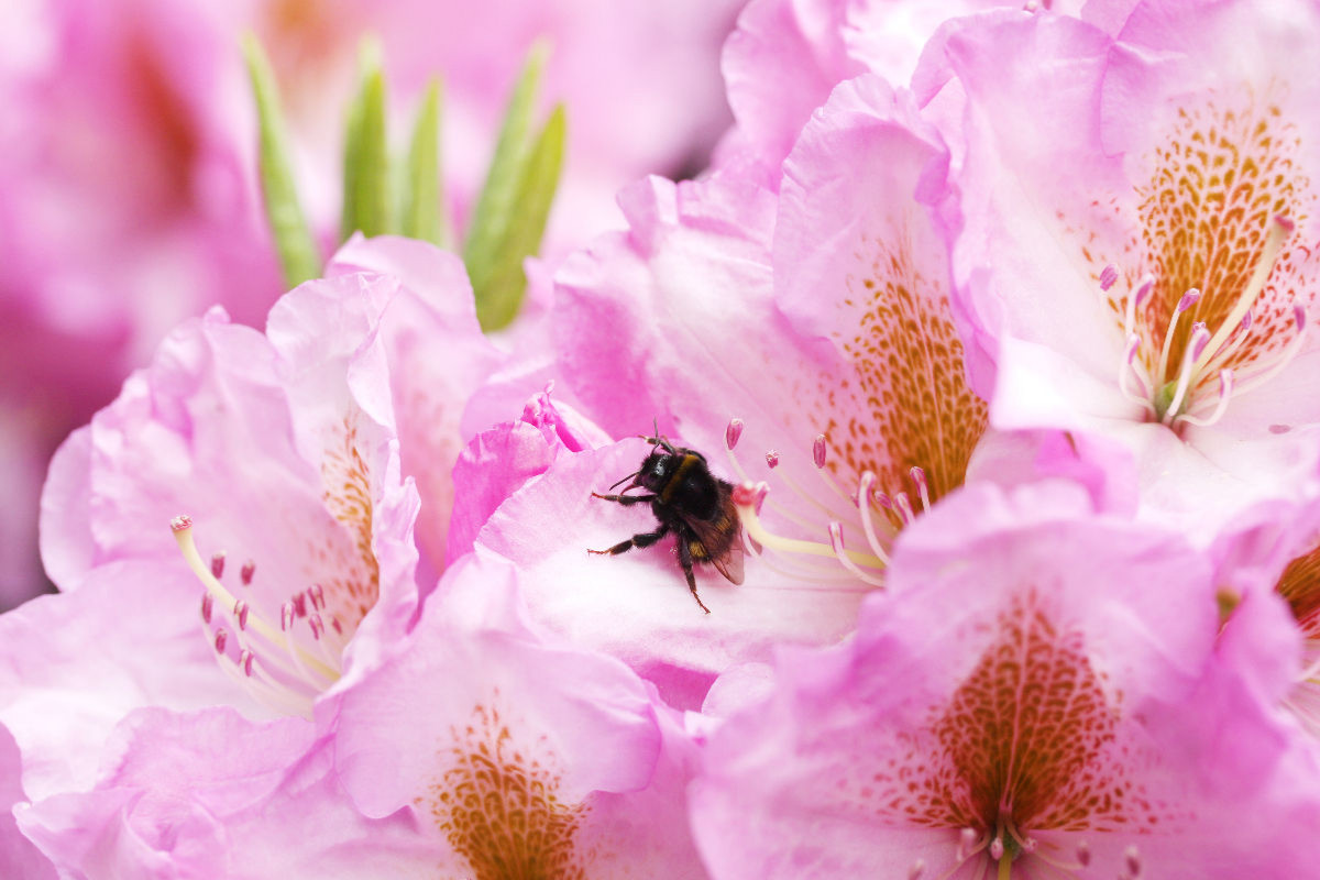 Hummel in Rhododendronblüte