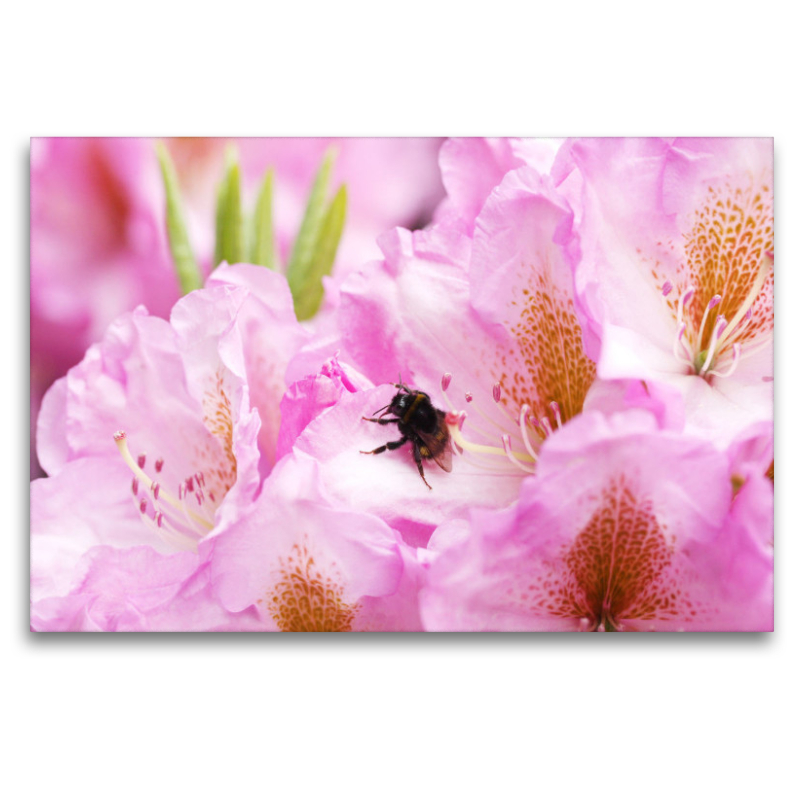 Hummel in Rhododendronblüte