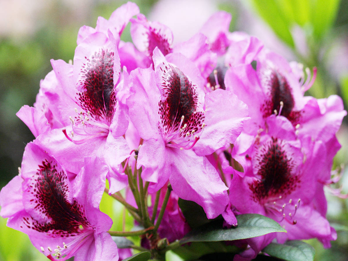 Rhododendron in Pink mit dunklem Fleck