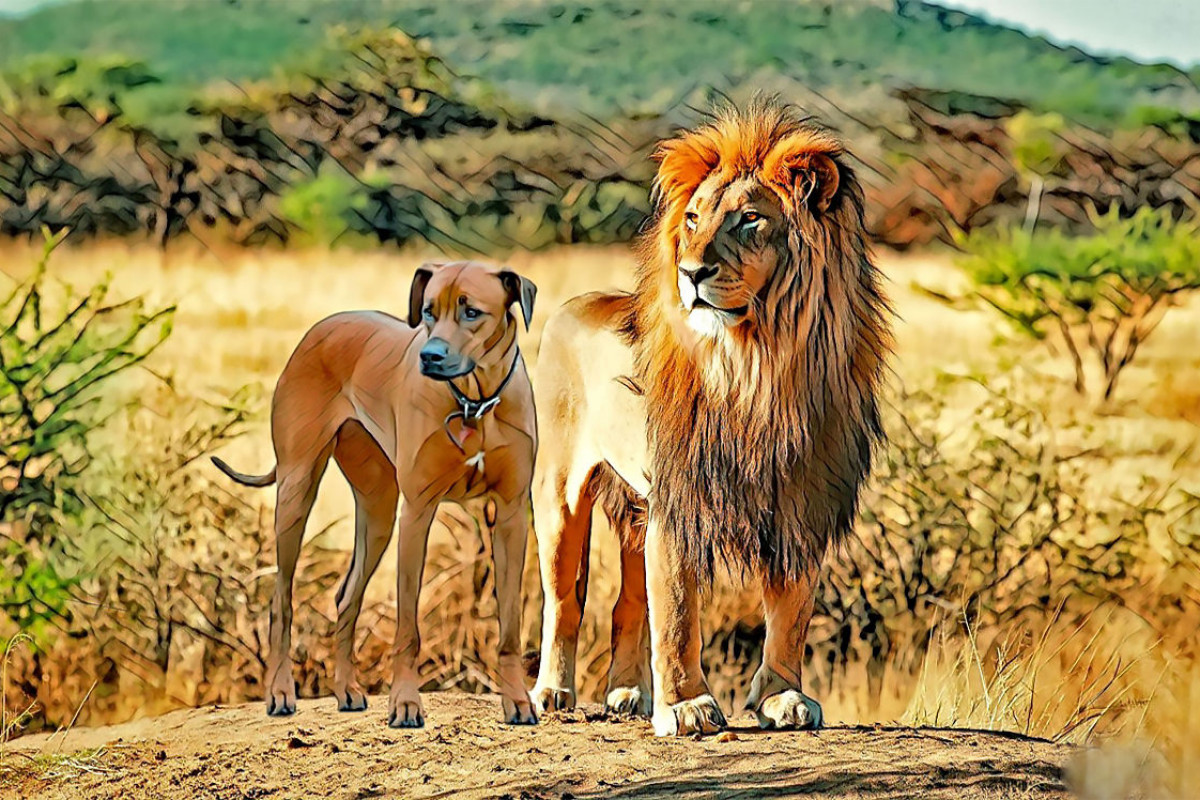 Rhodesian Ridgeback,Treffen mit dem König der Löwen