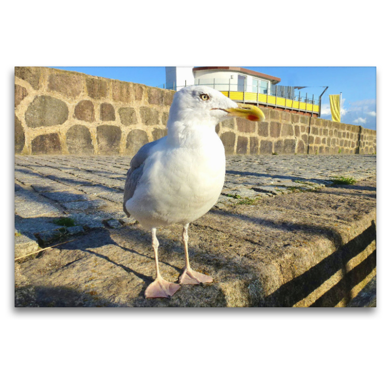 Möwe am alten Hafen von Sassnitz