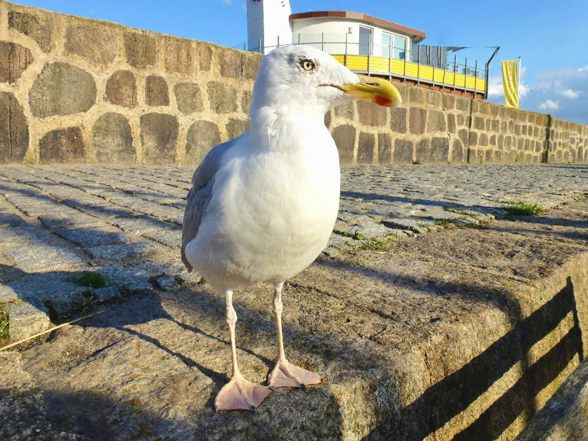 Möwe am alten Hafen von Sassnitz