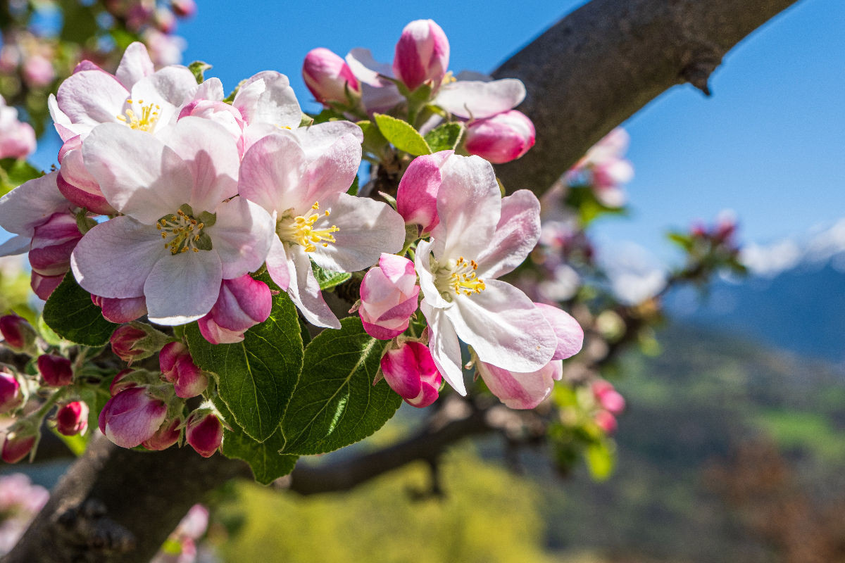 Apfelblüte in Südtirol