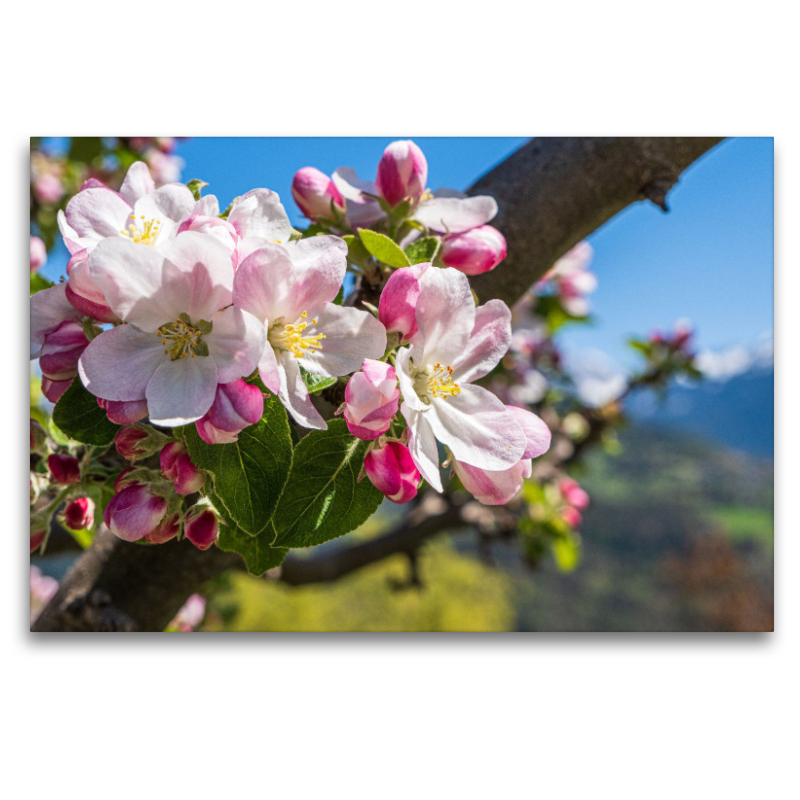 Apfelblüte in Südtirol