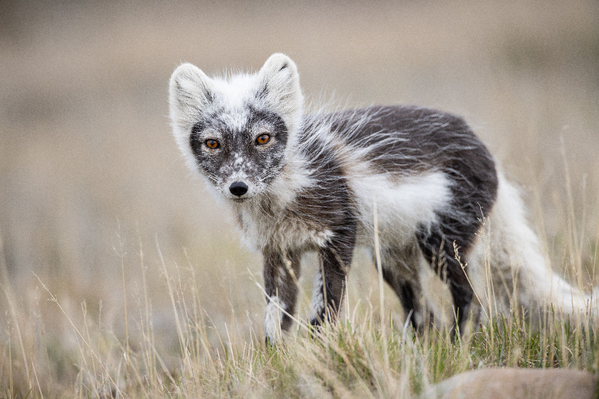 Polarfuchs