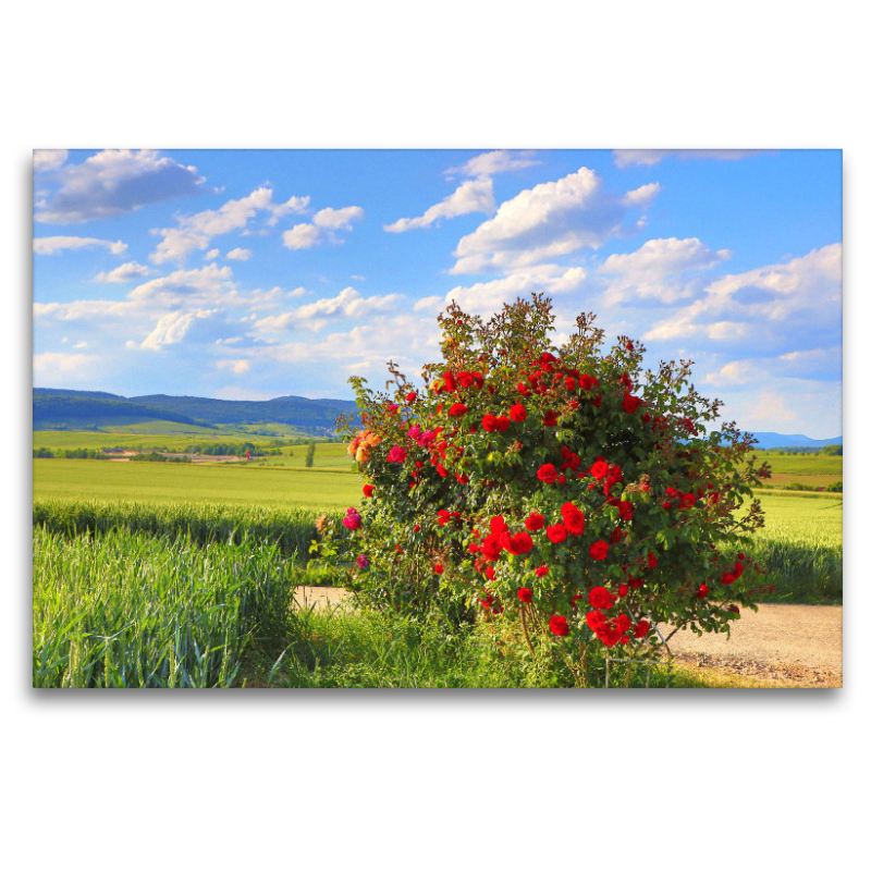 Fest der Rose an der Südlichen Weinstrasse. Ein Motiv aus dem Kalender Wanderparadies Südliche Weinstrasse