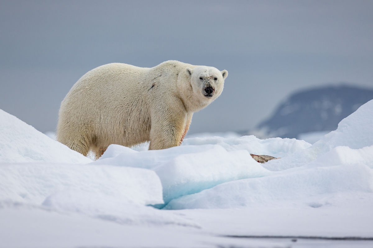 Eisbär im Packeis