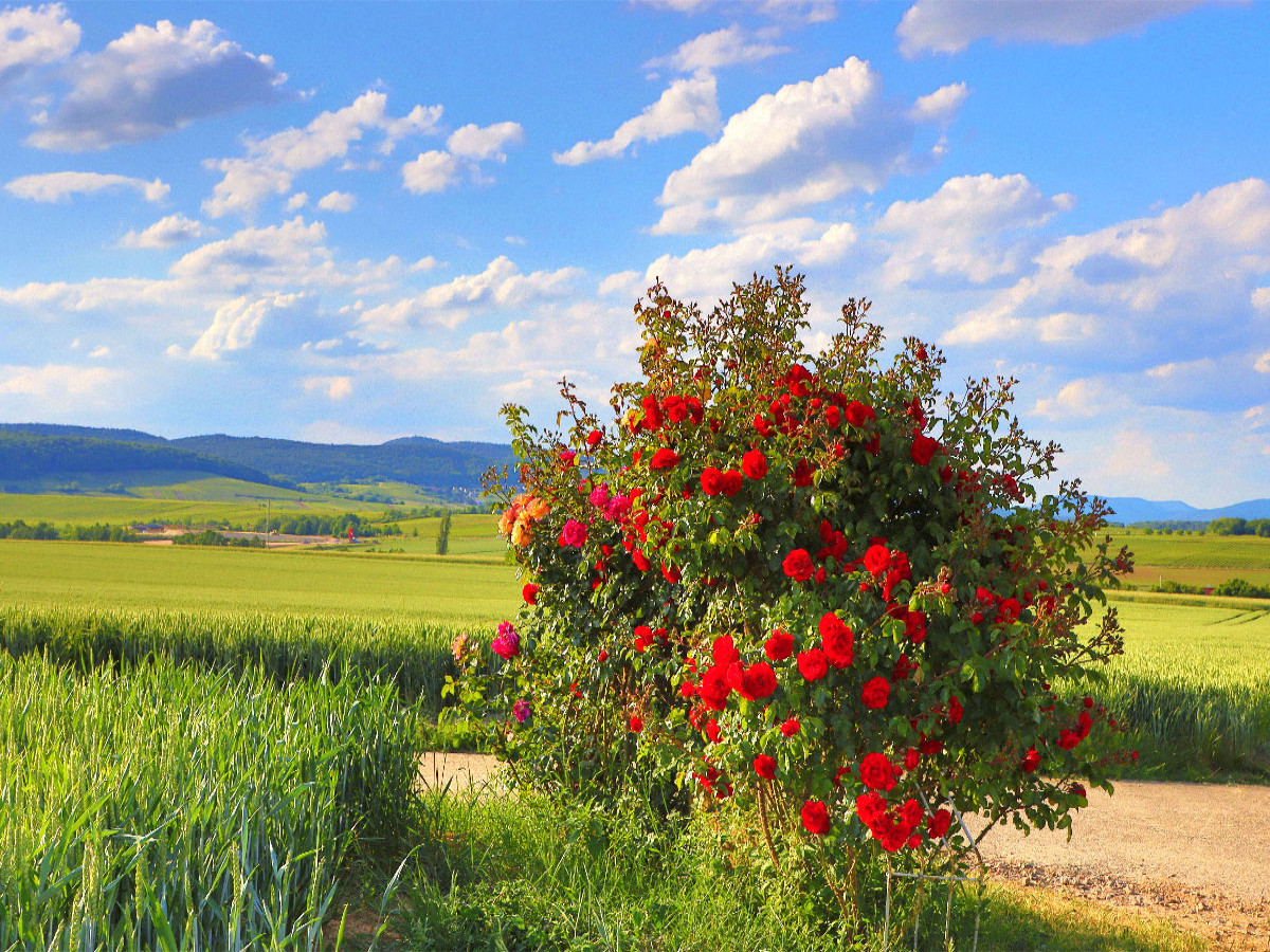 Fest der Rose an der Südlichen Weinstrasse. Ein Motiv aus dem Kalender Wanderparadies Südliche Weinstrasse