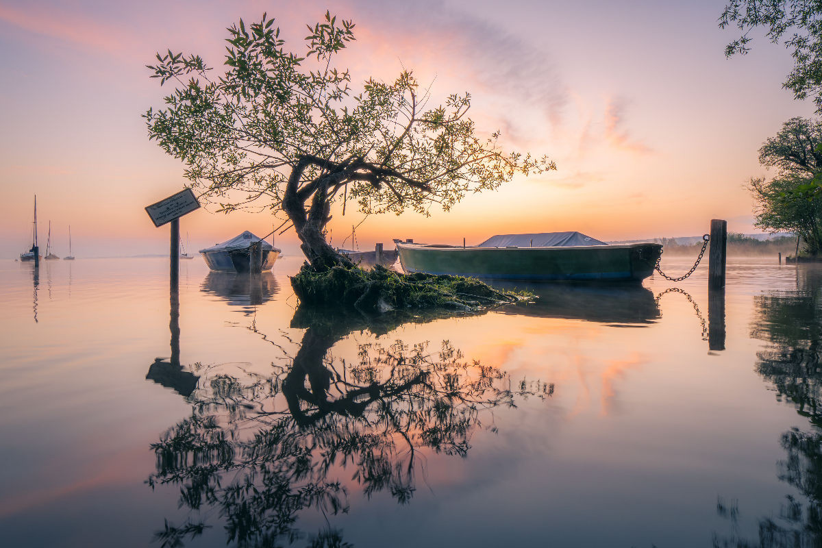 Der Baum im See