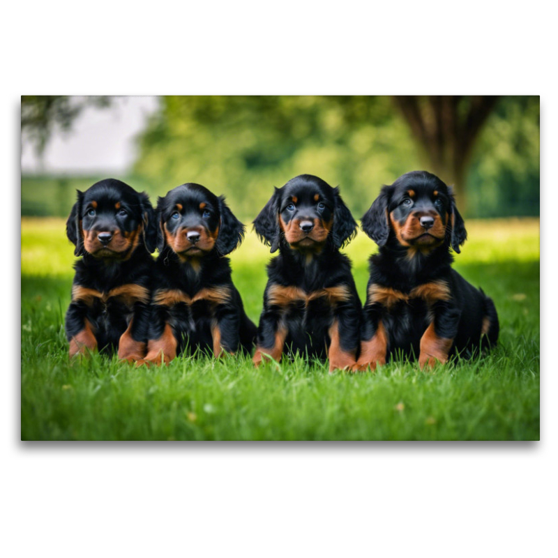 Knuffige Gordon Setter Welpen