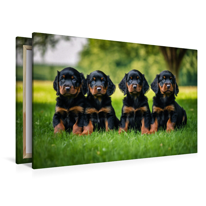 Knuffige Gordon Setter Welpen