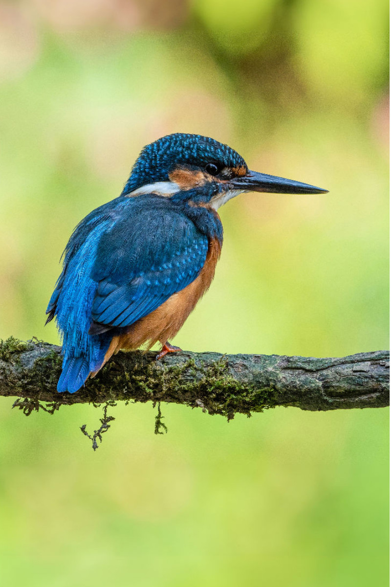 Eisvogel auf Ausschau nach Beute