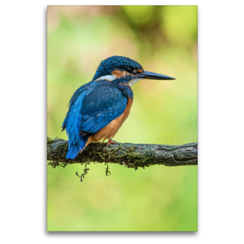 Eisvogel auf Ausschau nach Beute