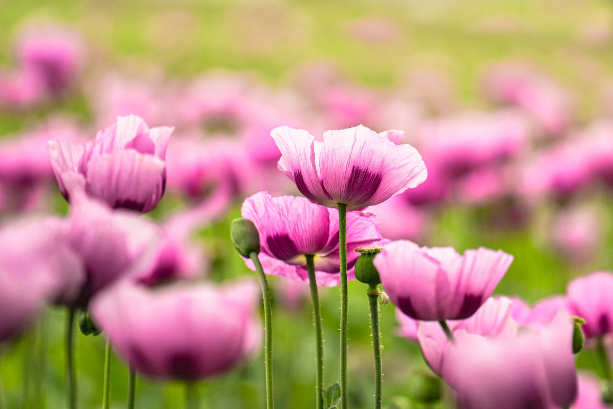 Schlafmohn (Papaver somniferum)