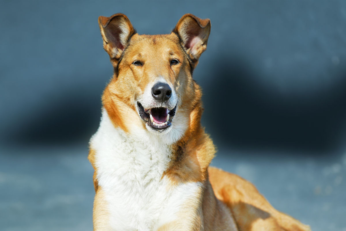 Kurzhaar-Collie, Smooth Collie sable