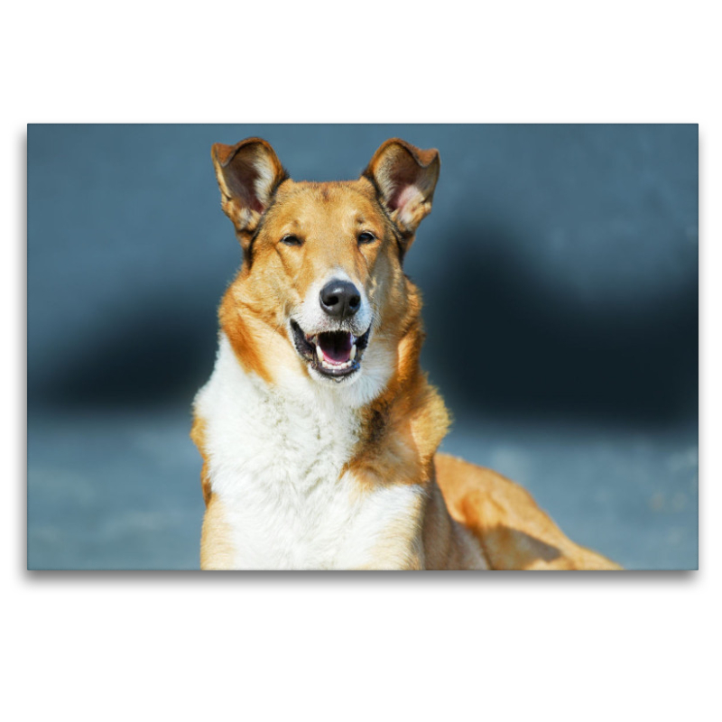 Kurzhaar-Collie, Smooth Collie sable