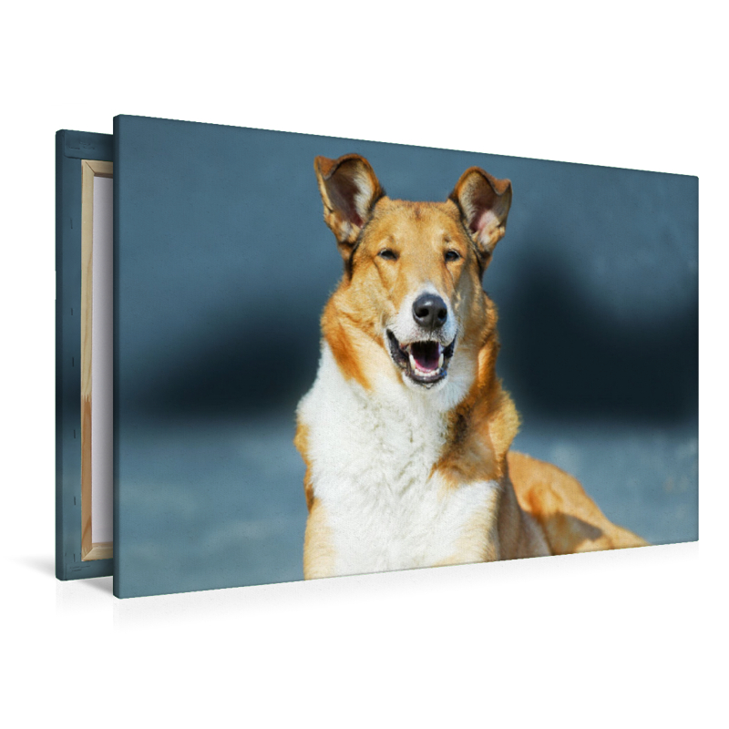 Kurzhaar-Collie, Smooth Collie sable