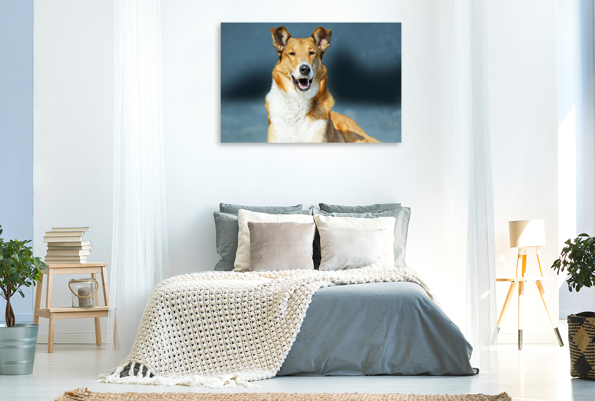 Kurzhaar-Collie, Smooth Collie sable