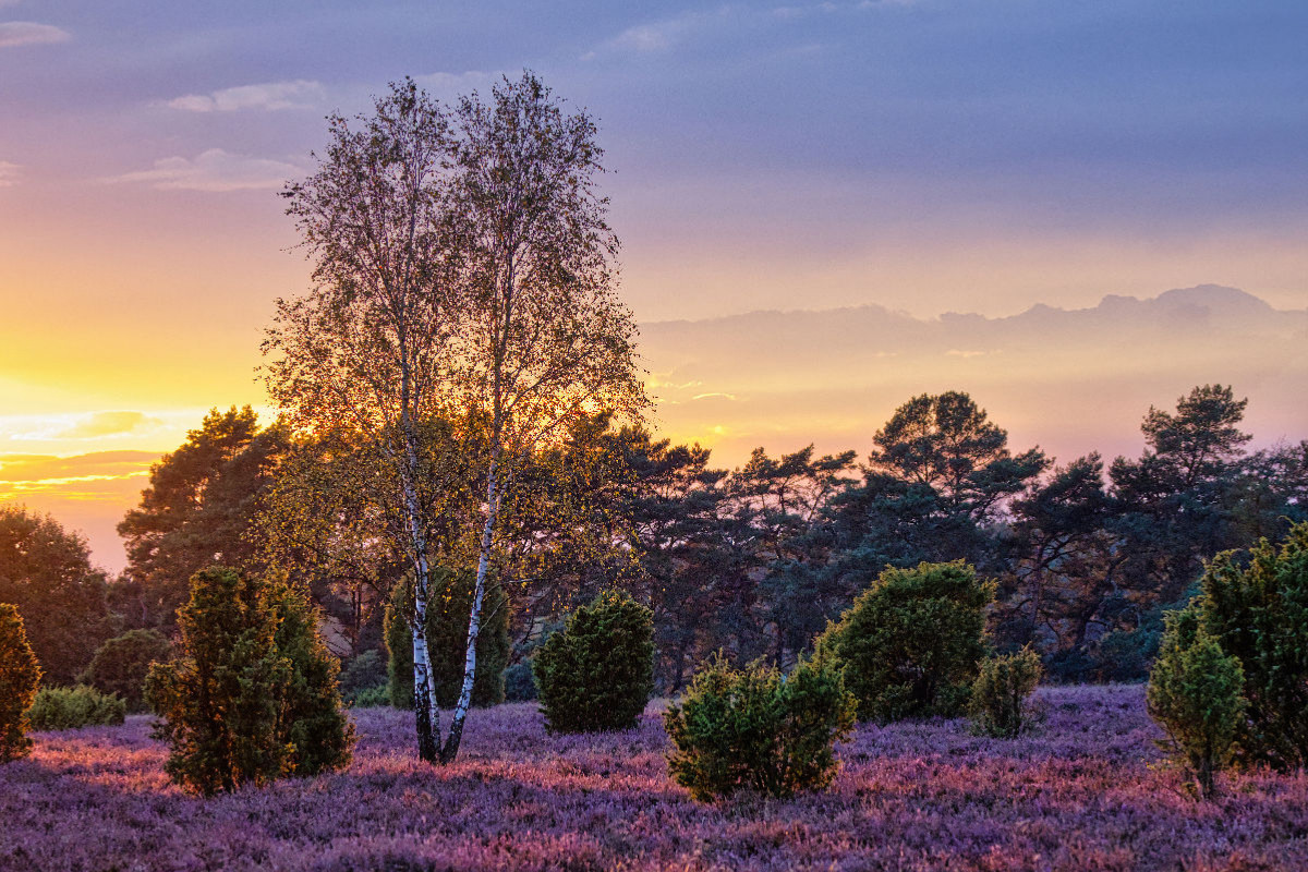 Sonnenuntergang über dem Wacholderwald