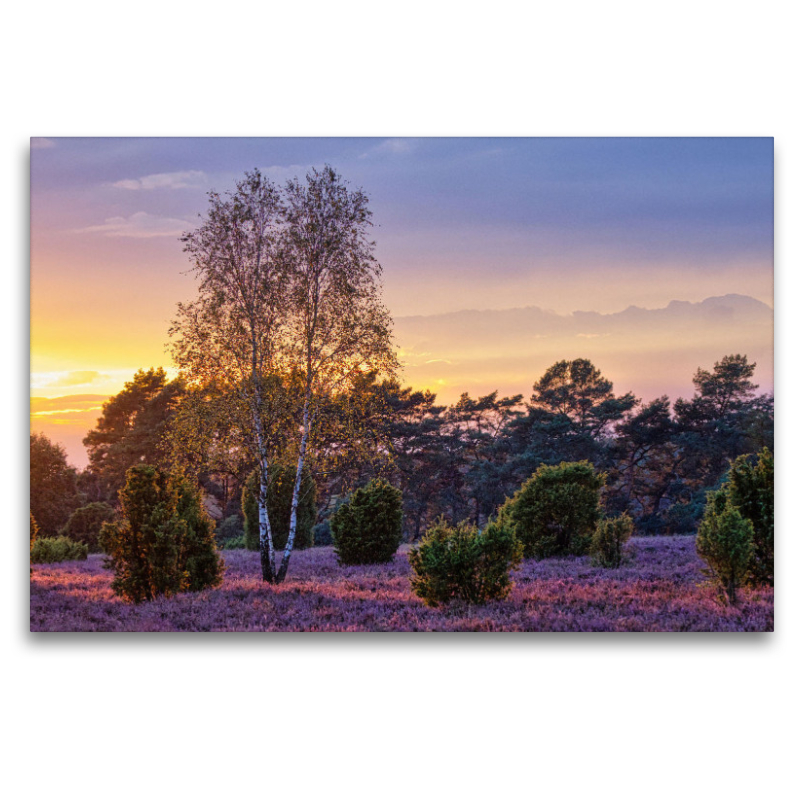 Sonnenuntergang über dem Wacholderwald