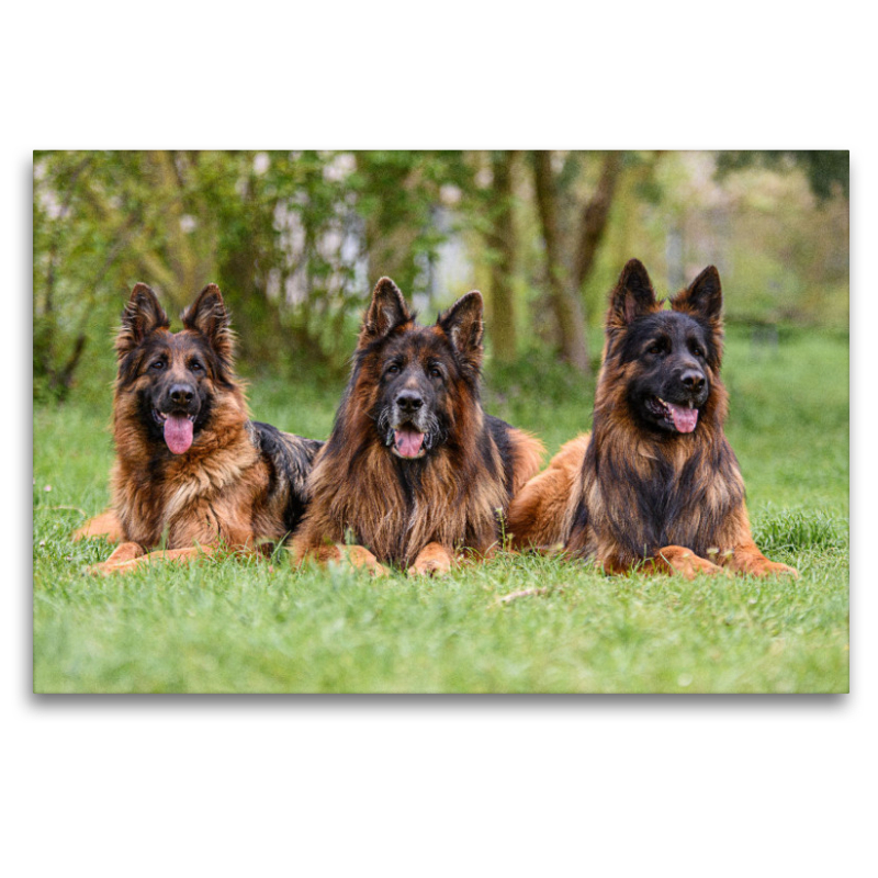 Langstockhaar - Schäferhunde Trio