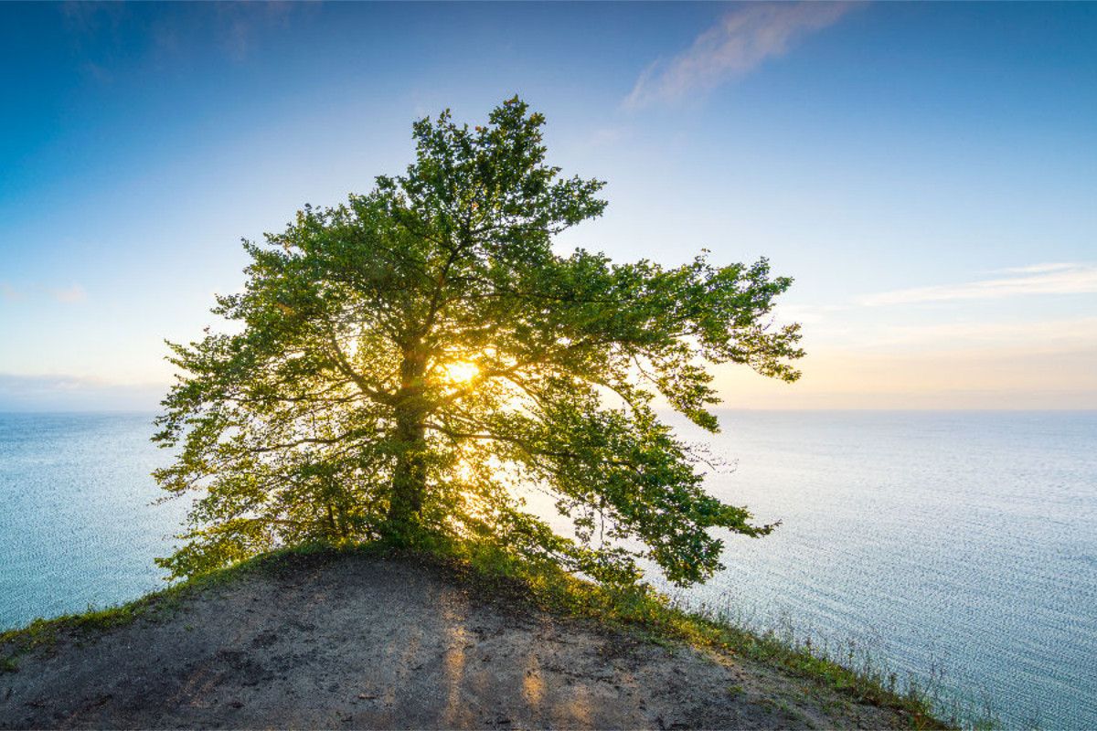 Sonnenaufgang an der Kreideküste