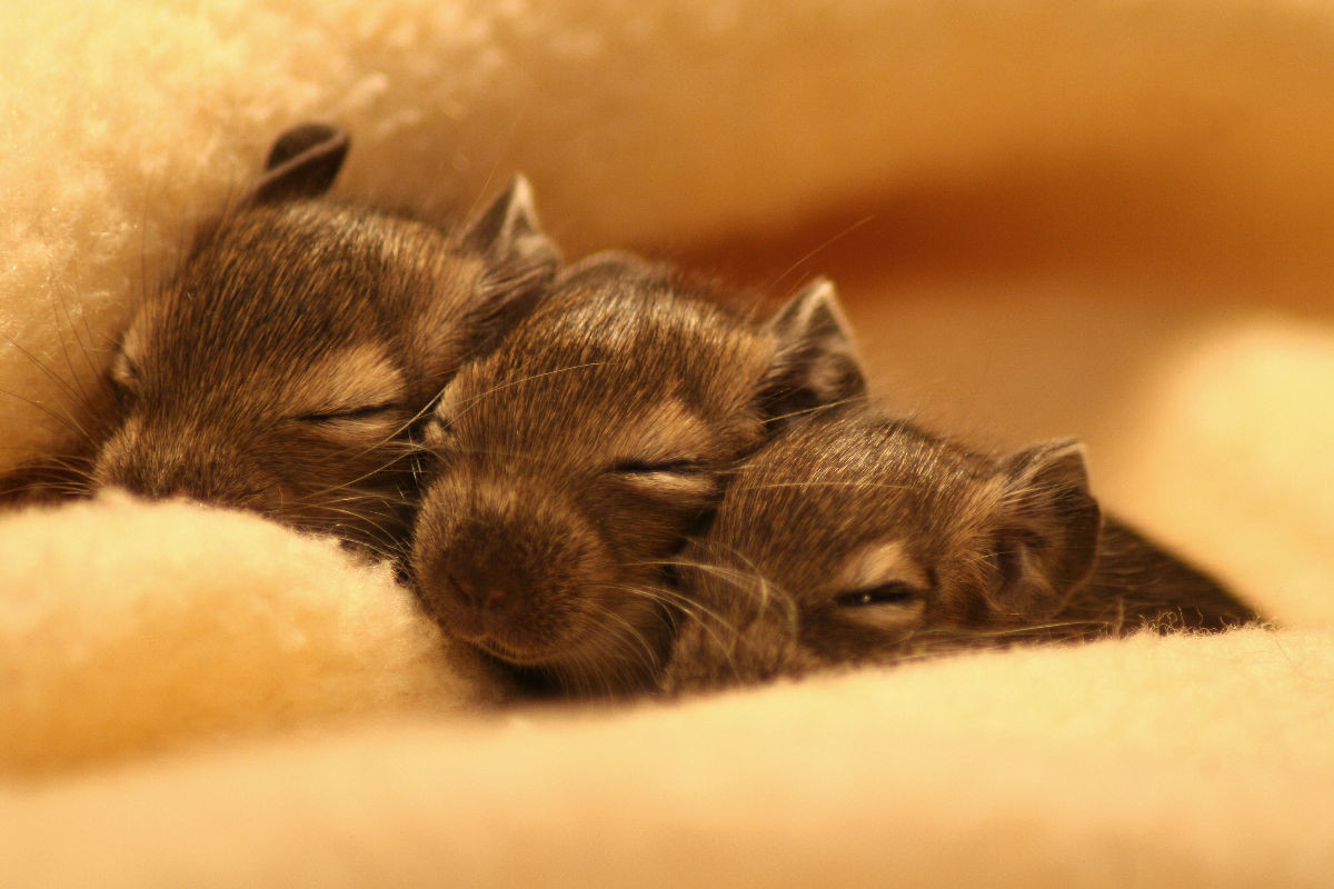 Ein Degu ist ein Nagetier der Gattung Octodon, die in Südamerika beheimatet ist.