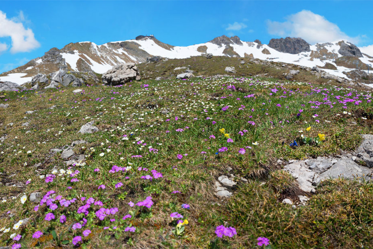 Alpenblumen am Nebelhorn