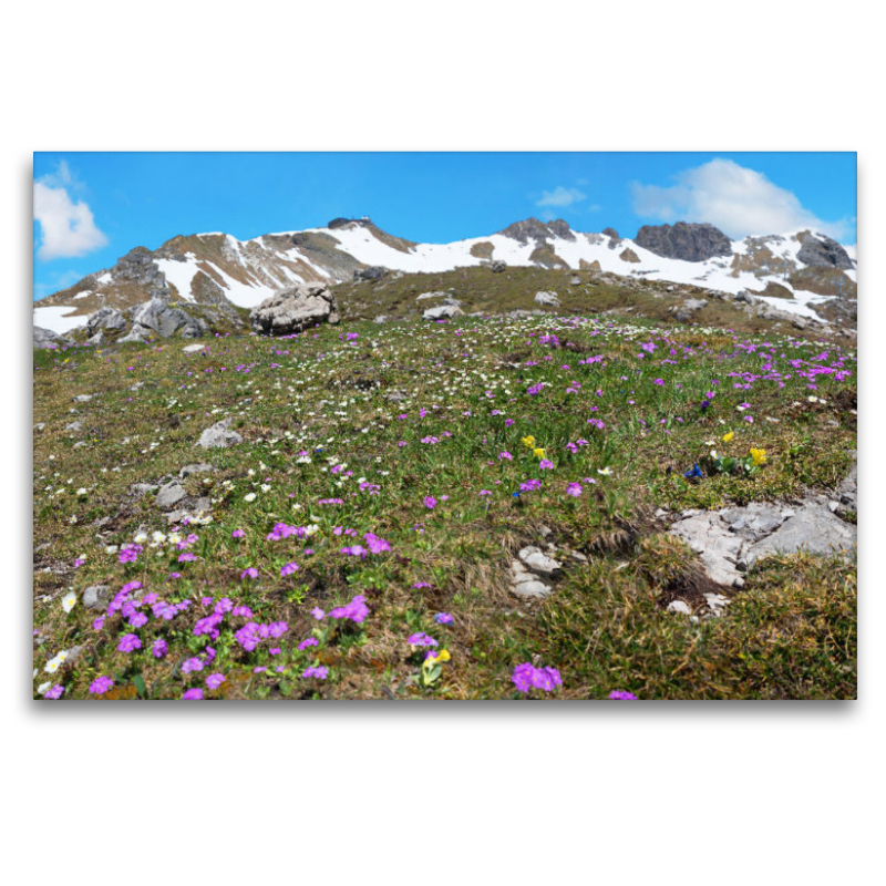 Alpenblumen am Nebelhorn