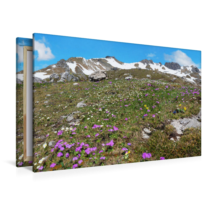 Alpenblumen am Nebelhorn