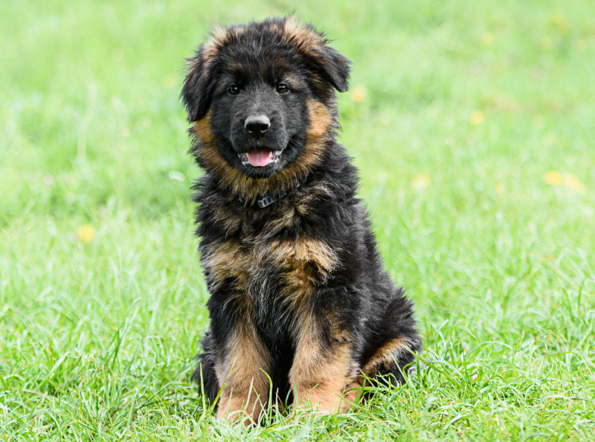 Schäferhund - Welpe Langstockhaar