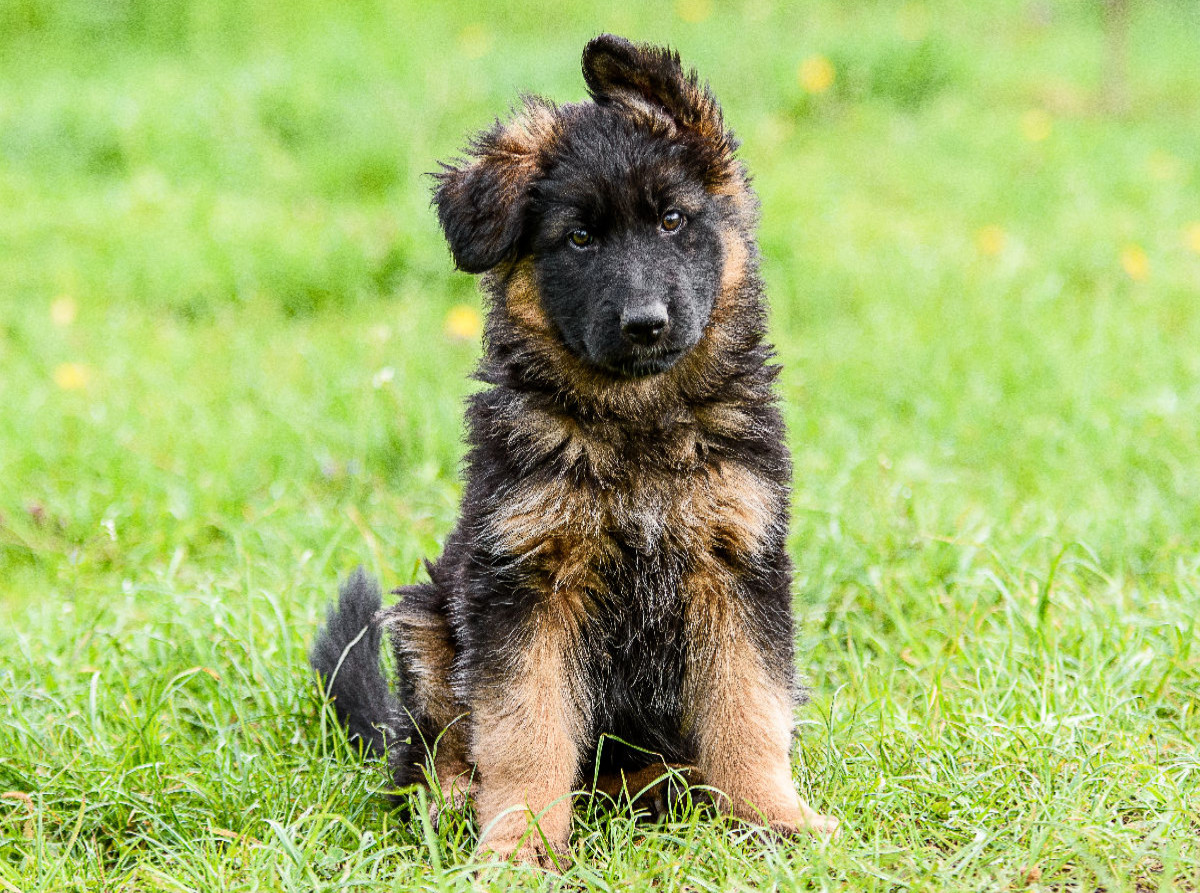 Schäferhund - Welpe Hündin