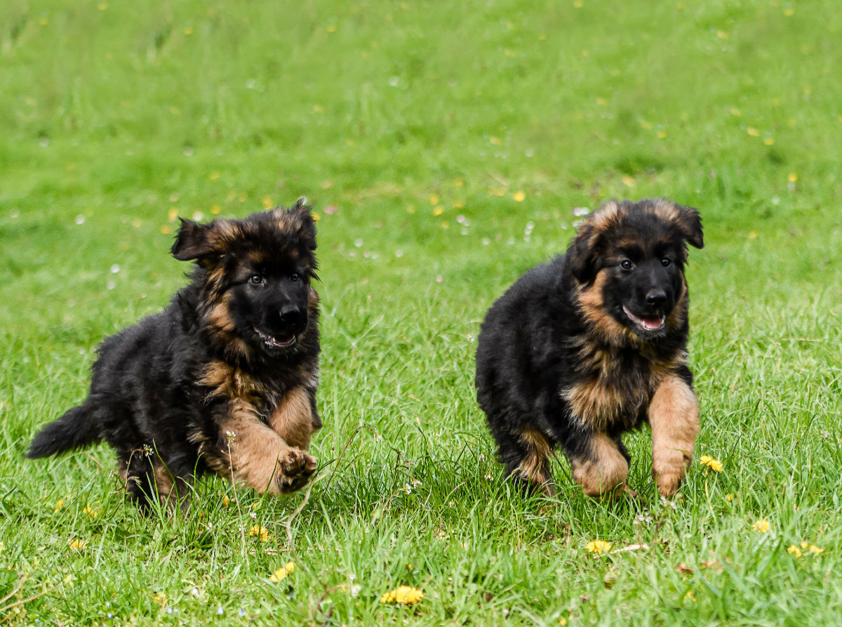 Lauf um die Wette