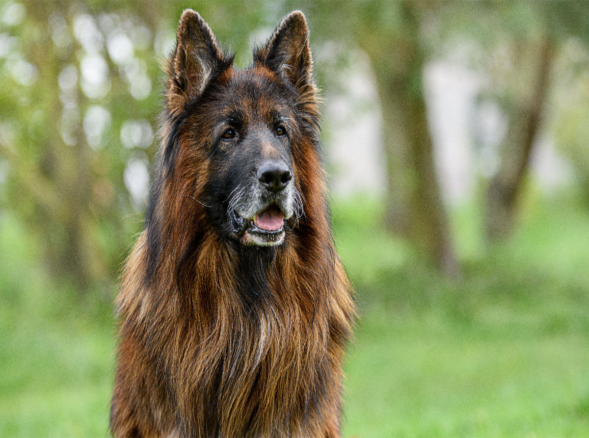 10 jähriger Langstockhaar Schäferhund