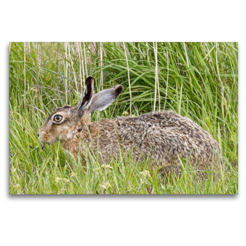 Hase auf einer Wiese (Feldhase)