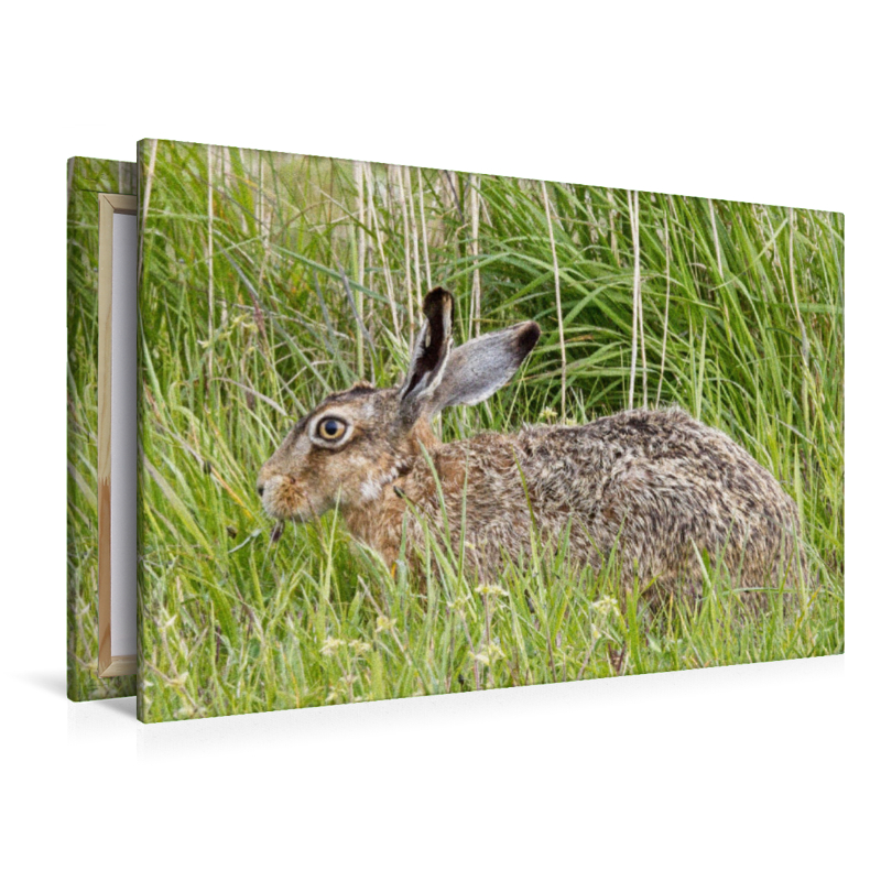 Hase auf einer Wiese (Feldhase)