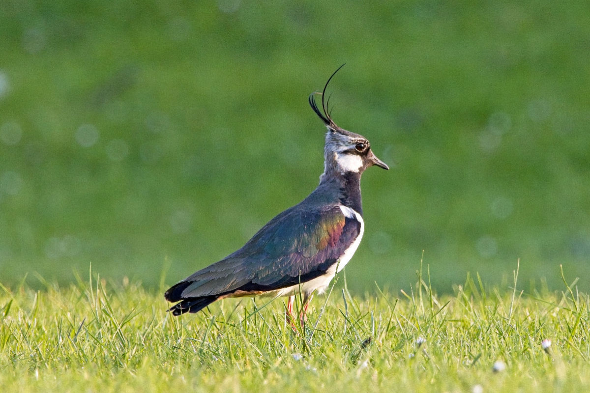 Kiebitz auf einer Wiese