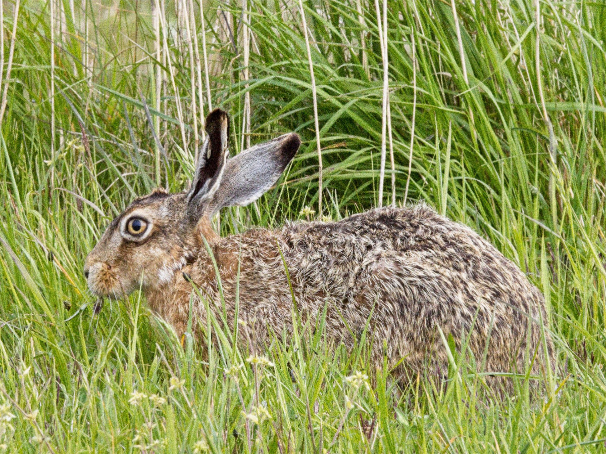 Hase auf einer Wiese (Feldhase)