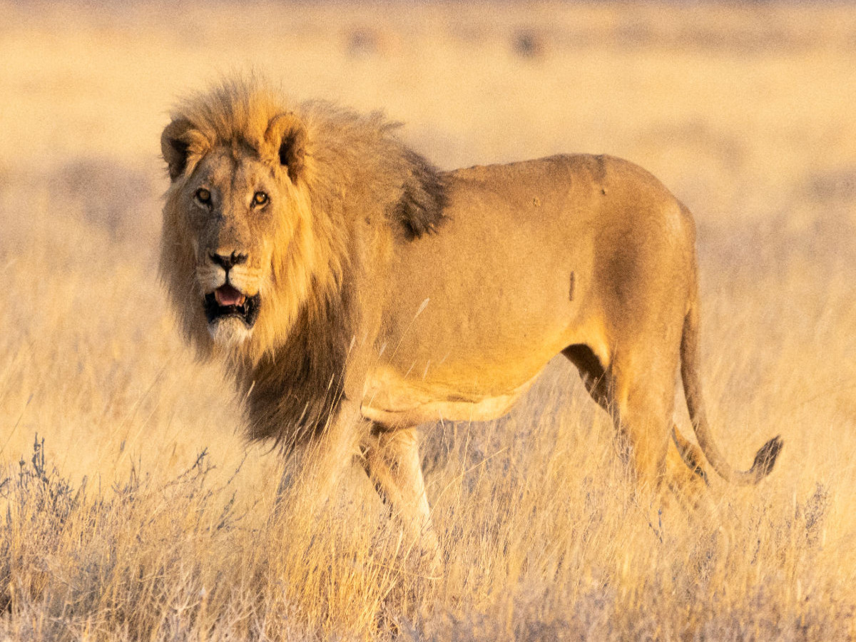 Löwenmännchen im Etosha Nationalpark