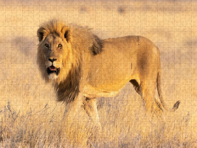 Löwenmännchen im Etosha Nationalpark