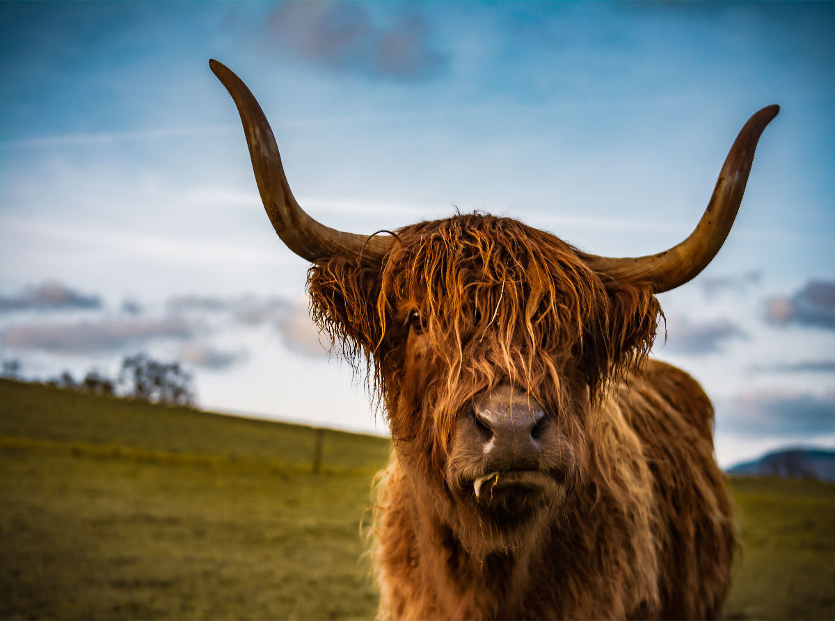 Highland im Weserbergland