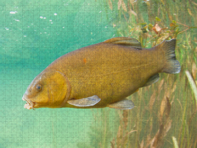 Schleie im Fluss Ain, Bourgogne-Franche-Comté