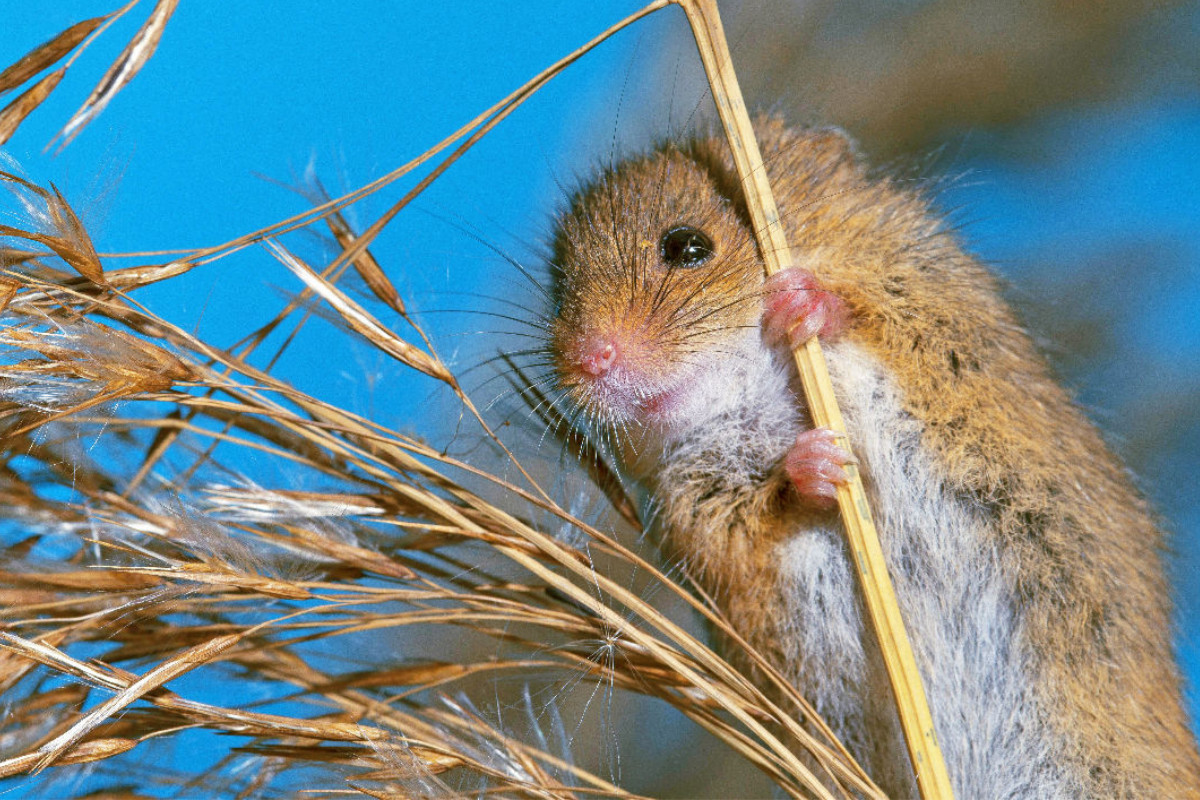 Neugierige Zwergmaus auf einem Pflanzenstengel