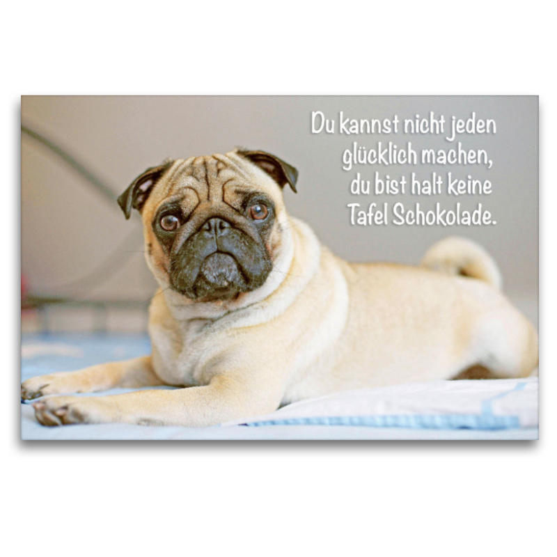 Mops Welpe liegt völlig relaxed auf dem Bett