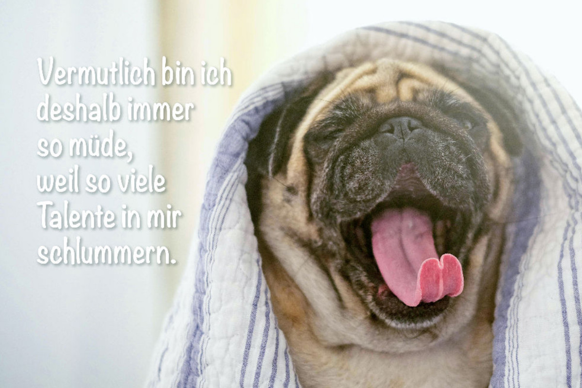 Mops gähnt ausgiebig mit herausgestreckter Zunge