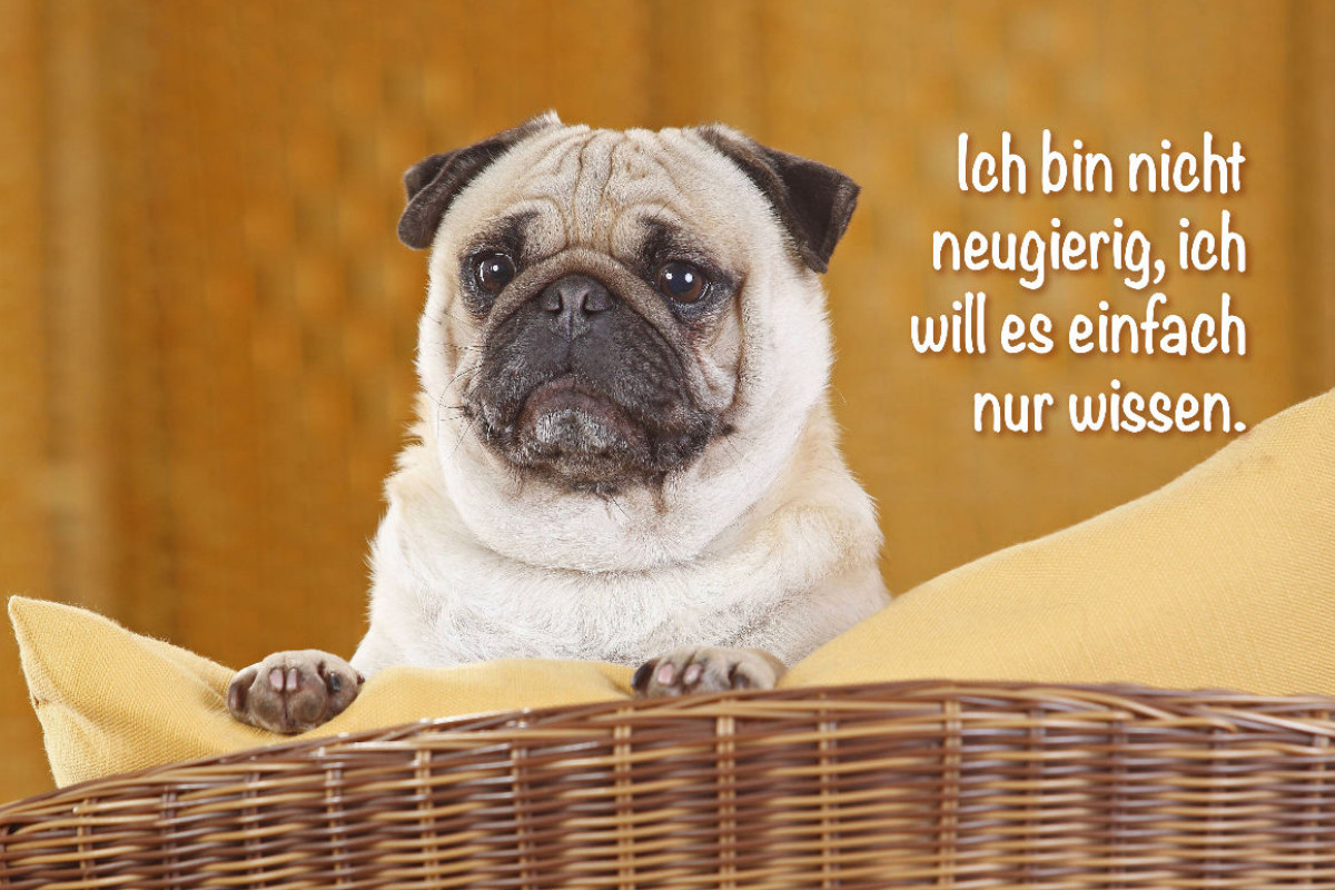 Mops schaut aufmerksam