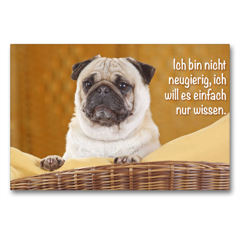 Mops schaut aufmerksam