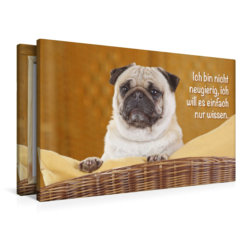 Mops schaut aufmerksam